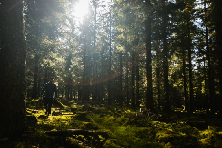 Forest at Glenlivet